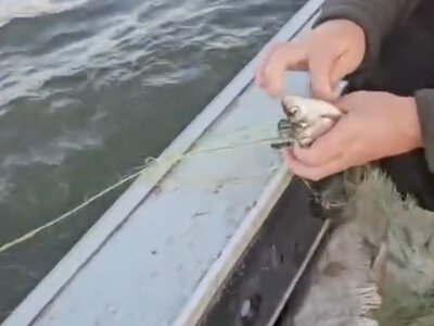 Поблизу Градизька у промислового рибалки вилучили 20 заборонених сіток