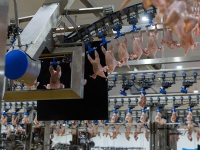Собівартість продукції: головний виклик для птахівництва