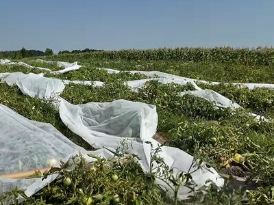 Спека змусила овочівника змінити обробіток ґрунту