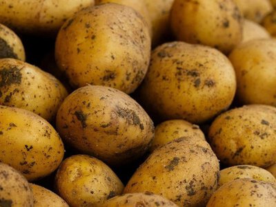 Картопля стрімко дешевшає: ціни впали до 6 грн за кіло — чому овоч раптом став таким дешевим