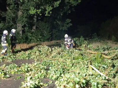 Біля Озерців дерево впало на дорогу: рятувальники розчистили проїжджу частину