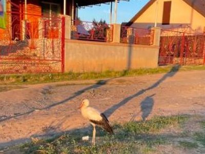 В одному із сіл Вінниччині намагаються врятувати журавля