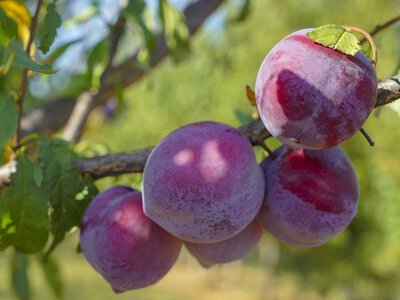 Живлення сливи: як збільшити врожай