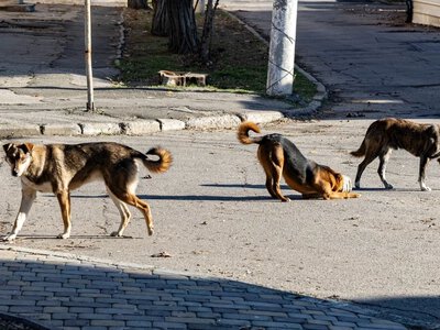  В одному із сіл Херсонщини зняли карантин щодо сказу 