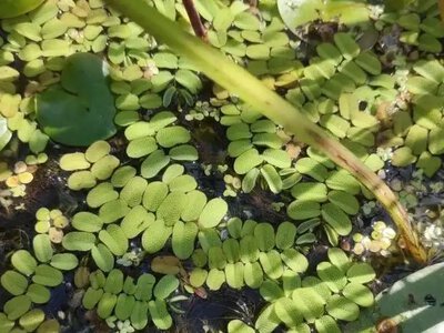 У Нобельському парку на Рівненщині показали рідкісну плаваючу папороть