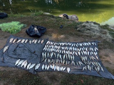 На Вінниччині бракон'єр незаконно наловив золотих рибок