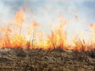За минулу добу рятувальники Рівненщини ліквідували 21 пожежу в екосистемах області