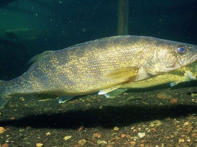 Особливості лову хижої риби у прісній воді