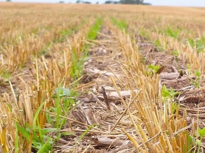 No-till: Техніка для збереження вологи