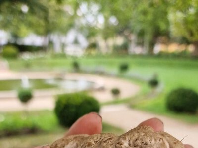 У Чехії днями розпочнеться новий грибний сезон, який компенсує жахливу тиху охоту у спеку