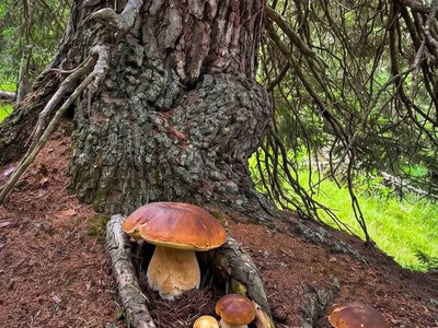 Закарпатці хизуються повними кошиками білих грибів: фото вражаючого врожаю