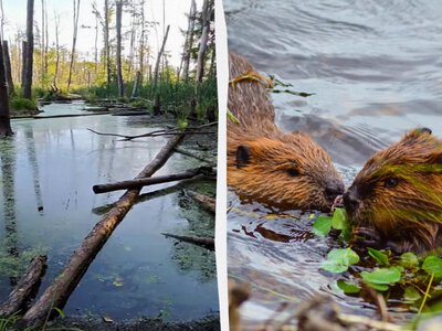 У лісах Полісся знайшли дивовижне підводне містечко тварин