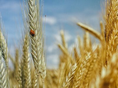 Фермери зможуть отримати кредити під 10% на осінню посівну