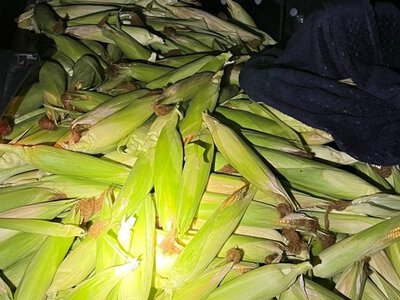 Свідок «здав» поліції трьох українців: з поля зникло 300 кг кукурудзи