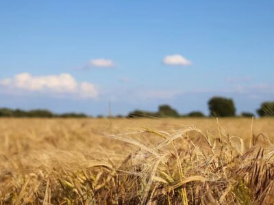 Сонце та золота осінь на порозі: якою буде погода в Україні 24 серпня 