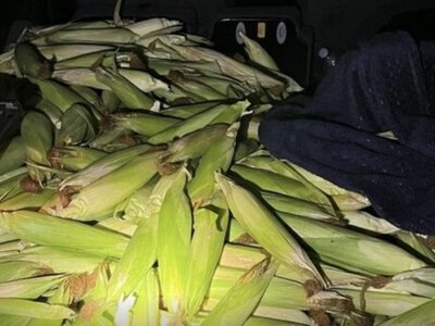 У Німеччині троє українців викрали з поля 300 кг кукурудзи