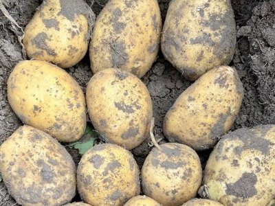 5,75 кг із шести кущів у розпал посухи: який сорт картоплі виявився справжнім живучиком