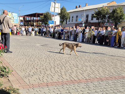 Бродячі собаки теж прийняли участь у відзначенні Дня Незалежності в Бердичеві