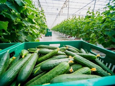 Лікарі забили на сполох: який популярний овоч може нашкодити здоров’ю