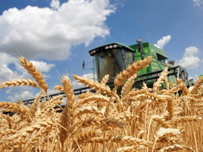 Експорт зерна з України на початку серпня скоротився на 76%