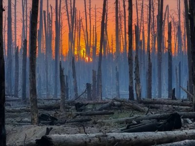 Через атаку дронів у Дунайському заповіднику знищено 13 гектарів лісу