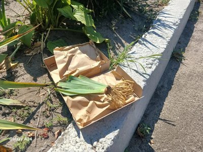 Іриси “Поліна Райко” висадили в Києві біля будинку зі Скадовська