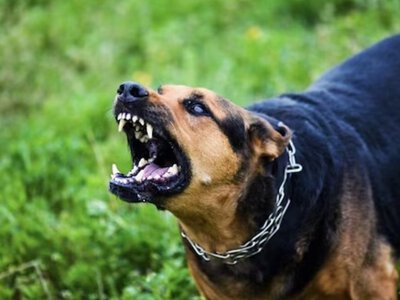 На Мукачівщині собака покусав 6-річну дівчинку: дитину госпіталізували