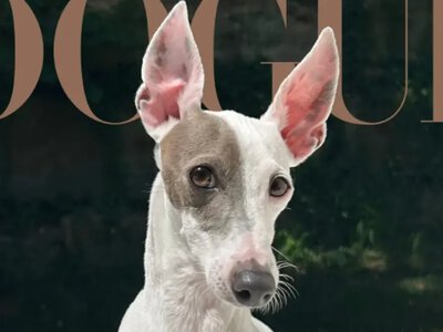 Vogue обрав найфотогенічнішого собаку: левретка підкорила журі одним поглядом