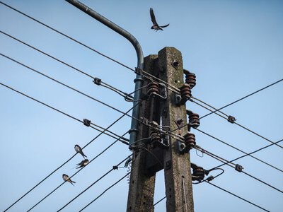 Птахи спокійно сидять на дротах під напругою: чому їх не вбиває струм