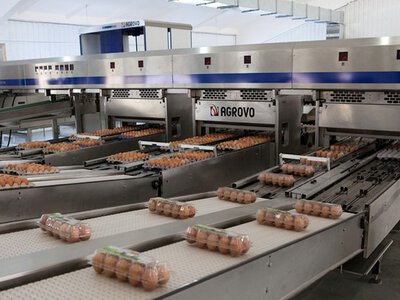 Україна та Японія відновлюють експорт м’яса птиці