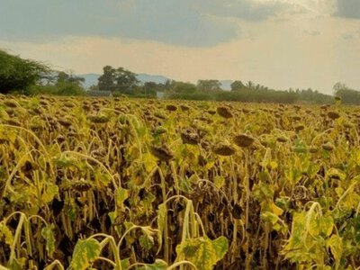 Шкідники та хвороби атакують сою і соняшник