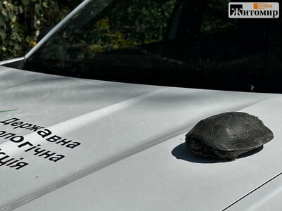На Житомирщині екоінспектори врятували черепаху, яка опинилася посеред дороги