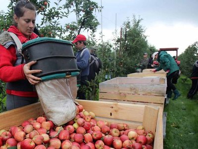 Садівництво України: виклики та перспективи