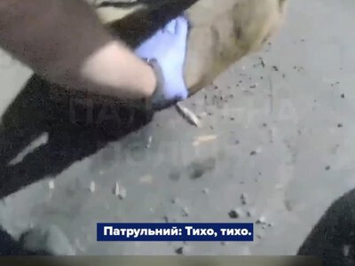 Зі зламаною ногою лежала біля дороги: у Вінниці патрульні врятували поранену козулю