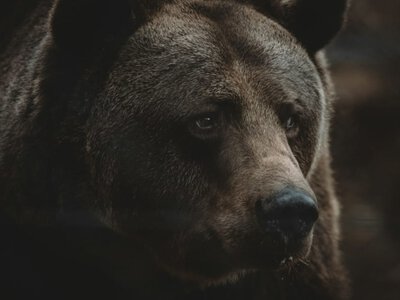 Намет став пасткою: ведмідь роздер 29-річну росіянку на очах у нареченого (Відео)