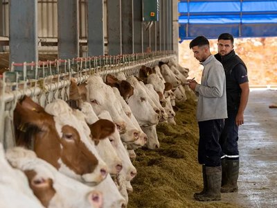 Молочні ферми можуть безкоштовно пройти комплексний аудит та отримати рекомендації експертів
