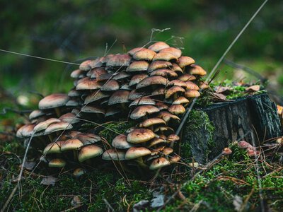 Не треба йти до лісу: 3 види грибів, які можна знайти на подвір'ї чи в саду