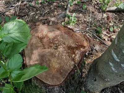 У Велицькій громаді незаконно вирубали 1251 дерево: збитки перевищили 2 мільйони гривень