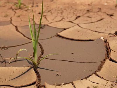 Ґрунтова посуха охопила більшість областей України: аграрії попереджають про ризики для осінньої посівної
