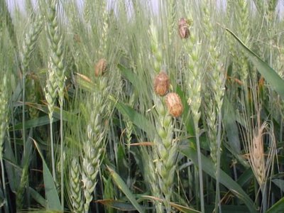 Чому популяція клопа шкідливої черепашки скорочується?