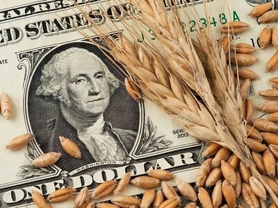 Ціни на пшеницю в Україні знижуються