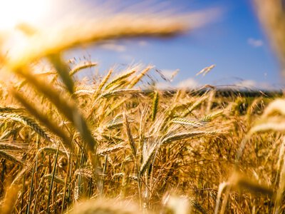 Посівна-2027 під загрозою: аграрії України можуть втратити 20% площ