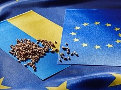 Українська пшениця: виклики на ринку ЄС