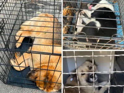 У Славутичі продовжують збір коштів на відлов і стерилізацію безпритульних тварин