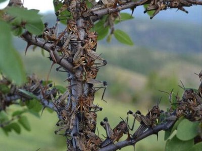 На Дніпропетровщині виявили нові осередки перелітної сарани
