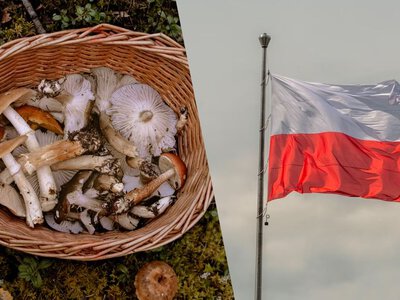 8 найпопулярніших осінніх грибів Польщі: навіть новачки назбирають повний кошик