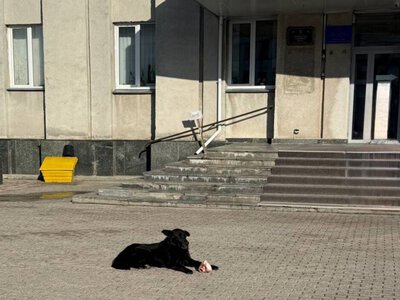  Будки повернуть: у Ніжині знайшли компроміс щодо безпритульних тварин 