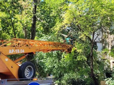 В Одесі на дерева й благоустрій витратили 72 мільйони за 2026 рік