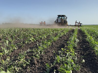 Осіннє підживлення ріпаку: поради фахівця