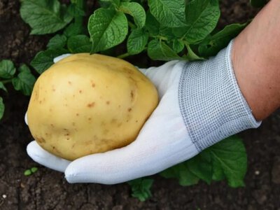 Коли копати картоплю у 2026 році: найкращі дати наприкінці серпня та у вересні 